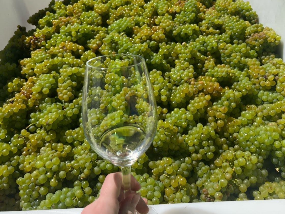 Wine glass and grapes